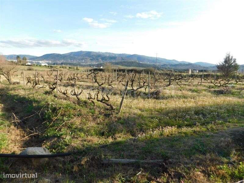 Terreno / Fundão, Telhado - Grande imagem: 3/9