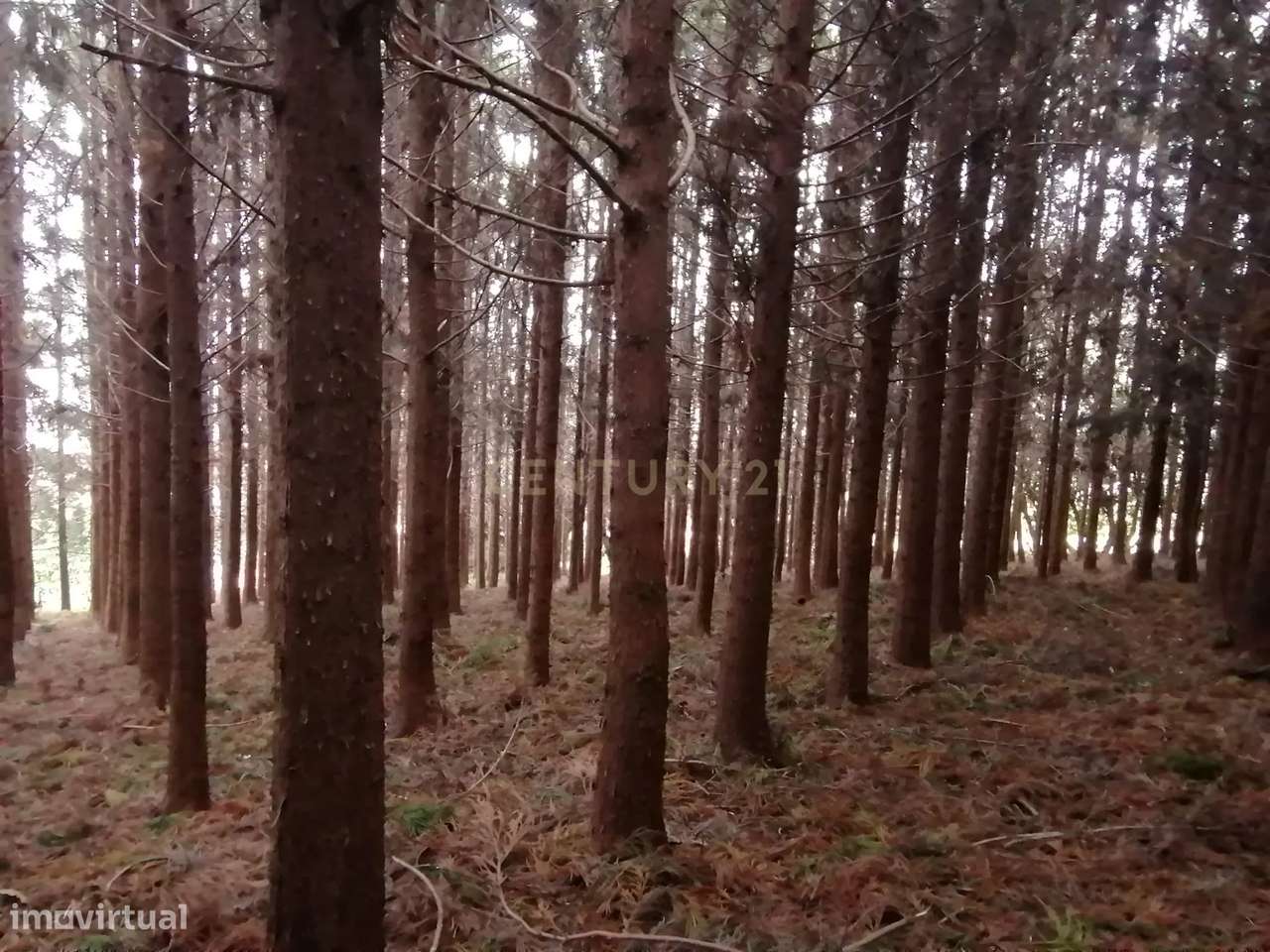 Terreno Rústico c/ 9740 m2 com Mata de Criptomérias - Grande imagem: 3/9