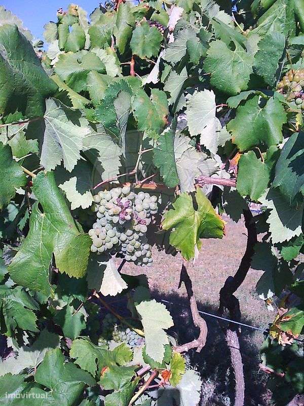 Terreno  para venda - Grande imagem: 5/5