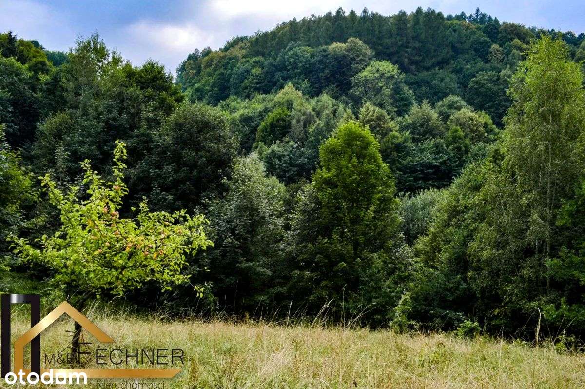 14014m2, w spokojnej części Sosnówki, widok na las - Pełny obrazek: 5/9
