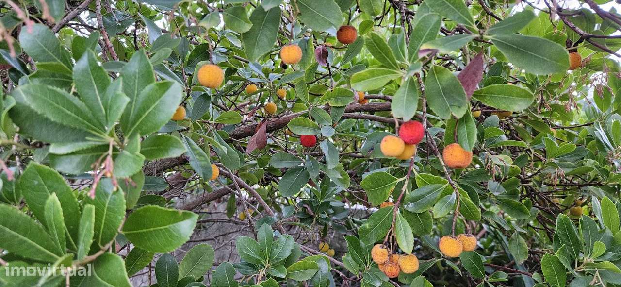 Moradia Térrea / Quintinha em Foros de Salvaterra-45