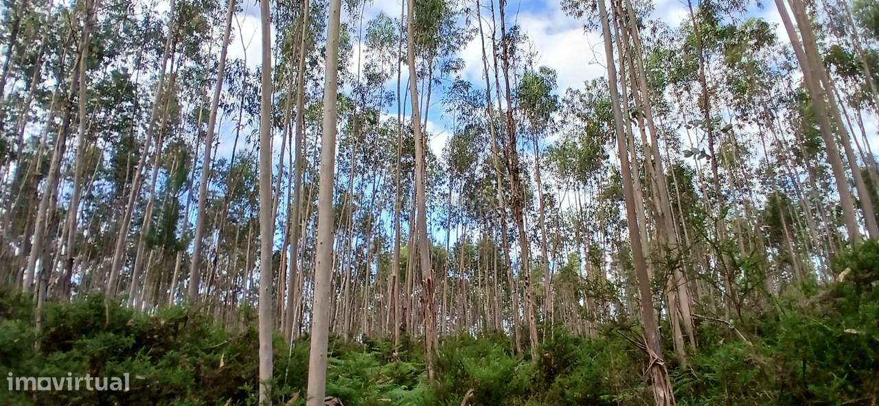 Terreno Rústico em Escariz, Vila Verde - Oportunidade Única - Grande imagem: 4/14