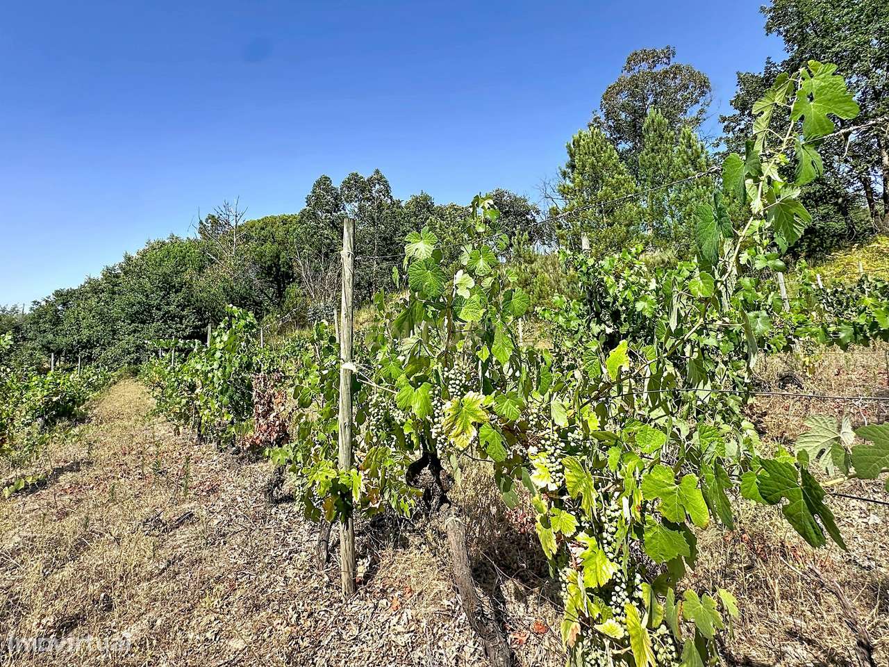 Moradia Térrea com Vista Panorâmica e 4.500 m² de Terreno | Vila Cova,-58