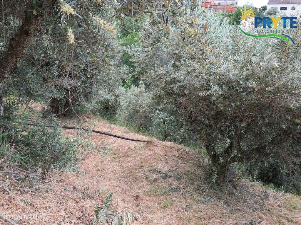Pequena quinta a confinar com a Ribeira situada perto de Oleiros-41