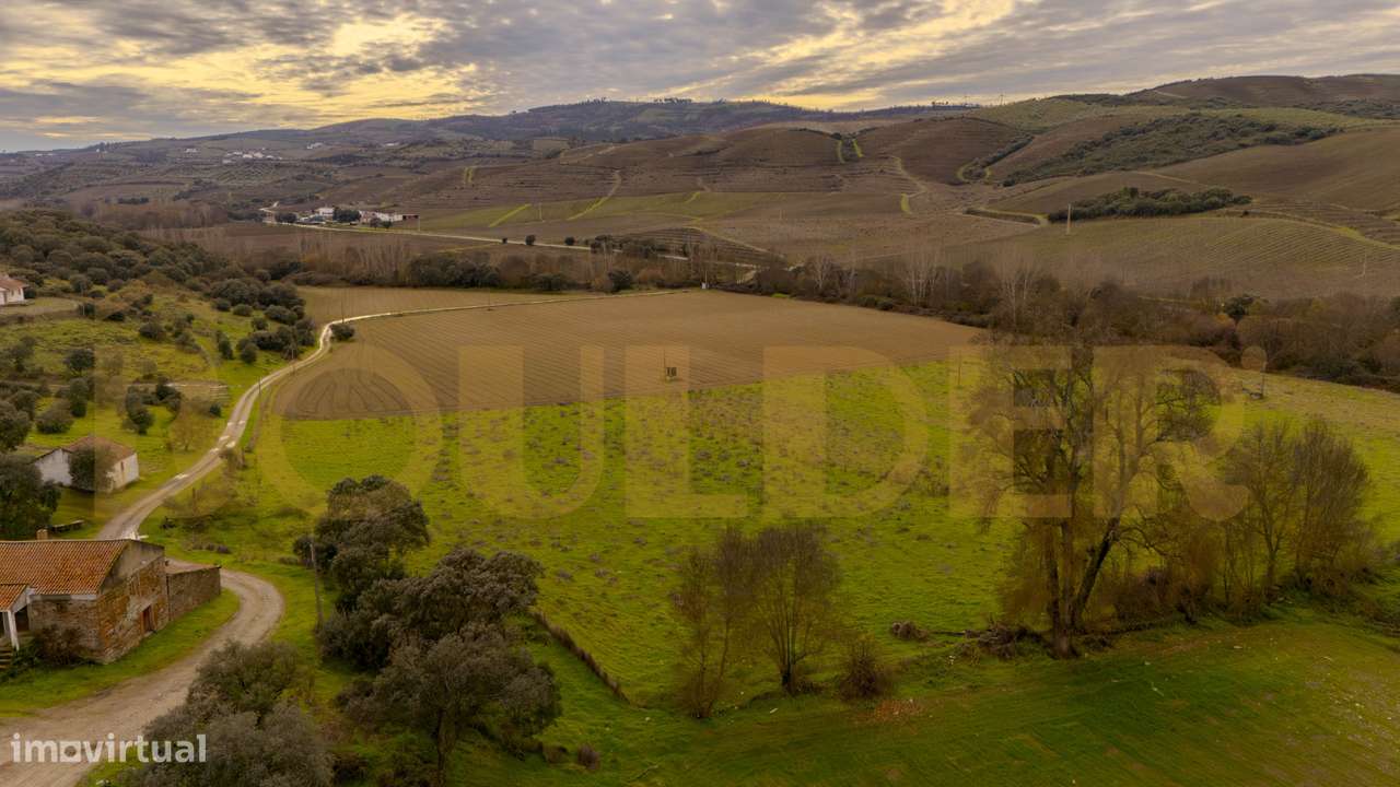 Quinta do Arieiro - Cedovim | Vila Nova de Foz Côa | Douro Superior-19