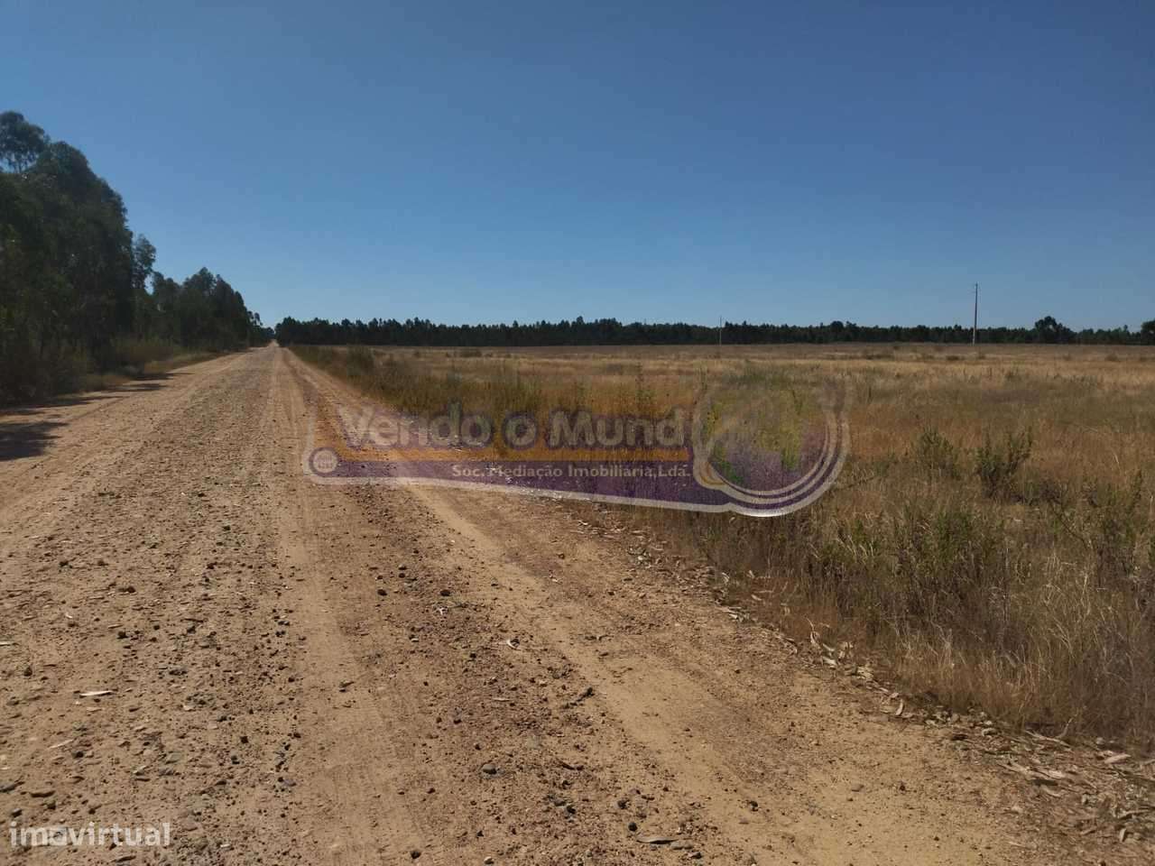 Terreno em Glória do Ribatejo (GLR040) - Grande imagem: 5/11