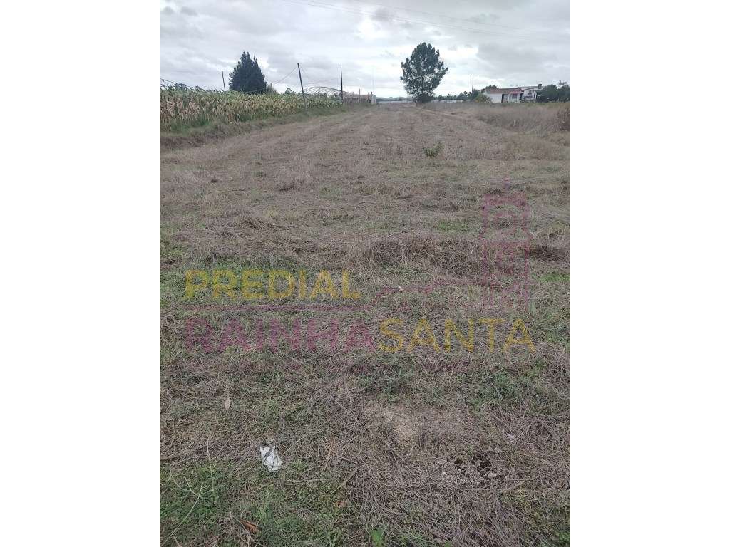 Terreno rustico-Alpiarça - Grande imagem: 4/7