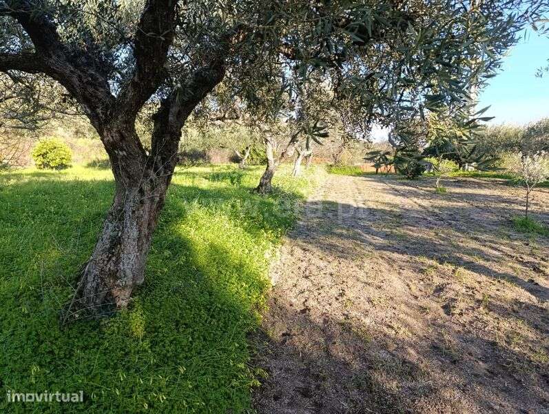 Terreno / Fundão, Monte Leal - Grande imagem: 3/11