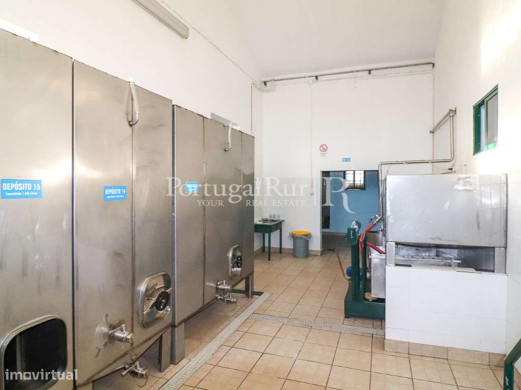 Unidade Industrial de Produção de Azeite & Elevado Potencial Produtivo-29