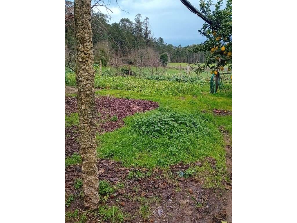 Quinta em Vila Nova de Famalicão - Gondifelos | 6.000 m² de Terreno...-18