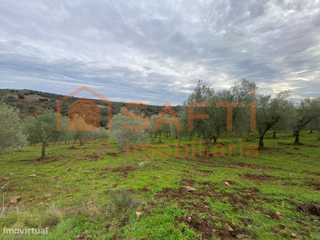 Olival de Excelência com 2,2 Hectares em Macedo de Cavaleiros - Pro...-5