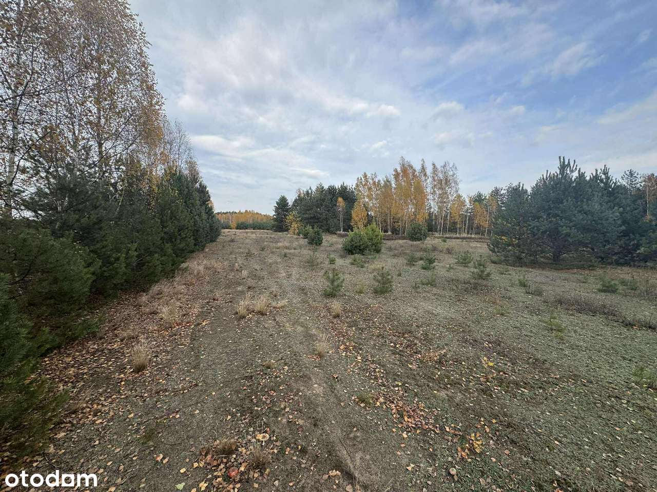 Bezpośrednio. Duża działka z Warunkami Zabudowy.-7