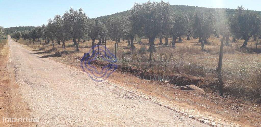 Terreno destinado a Olival - Grande imagem: 2/23
