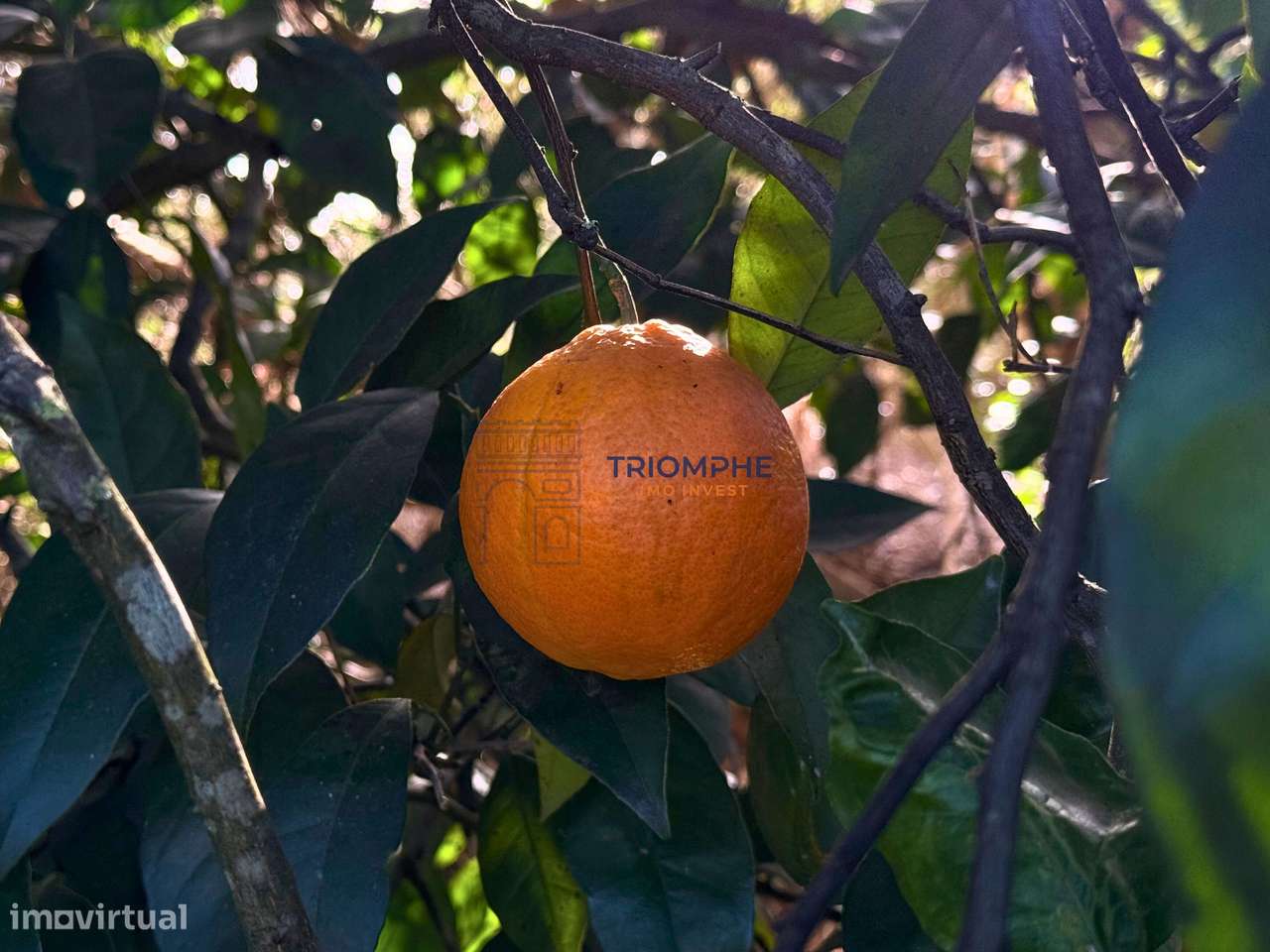 Terreno para Construção de 1.260 m² em Alcantarilha - Grande imagem: 4/6