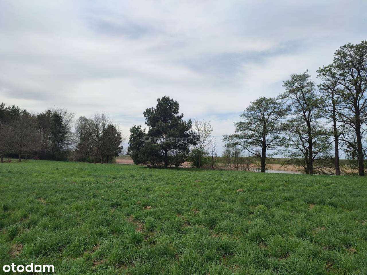 Działka inwestycyjna z linią brzegową 99 000 PLN - Pełny obrazek: 5/12