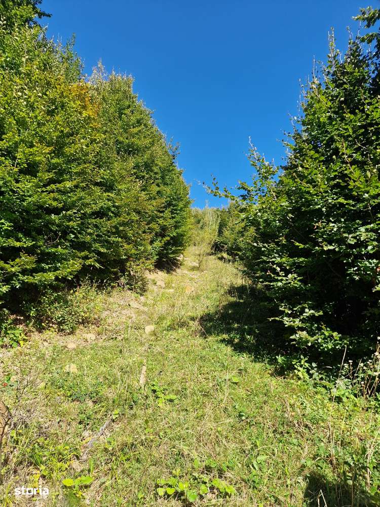 Vindem teren forestier 44165 mp Doabra - Bucovina - Imagine principală: 4/9