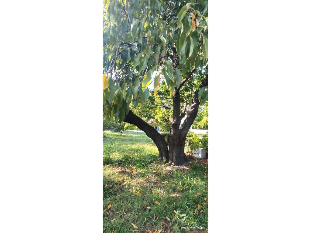 Quinta com duas moradias, anexos, diversas arvores de fruto, vinha ...-16