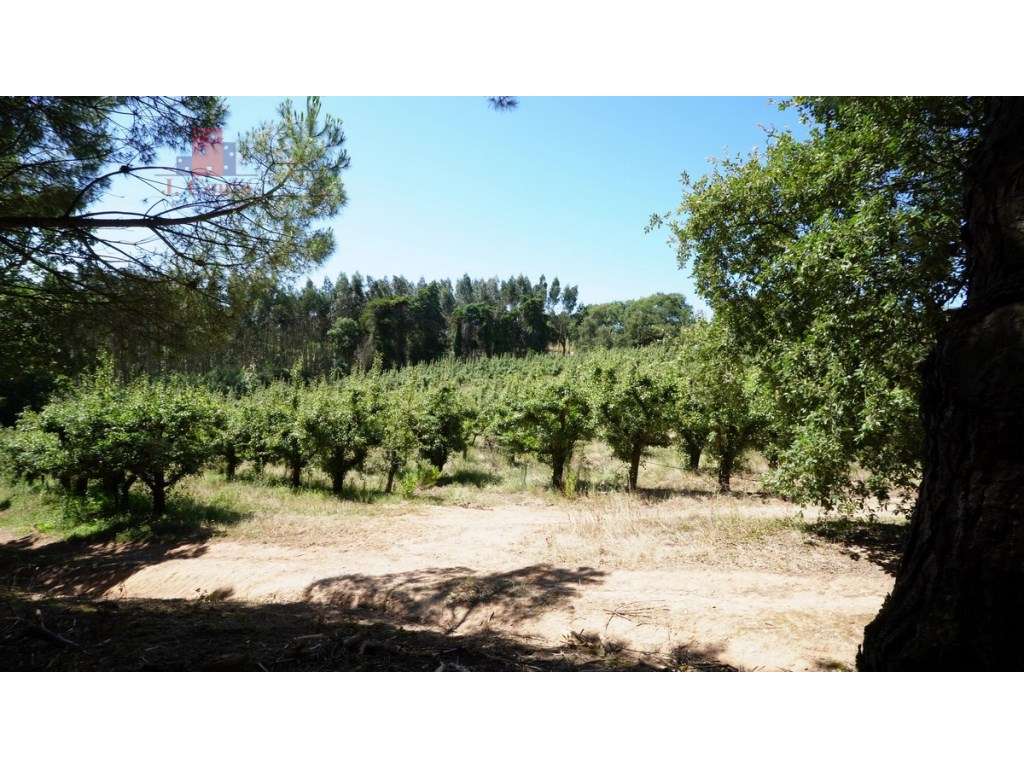 Quintinha com 14.000m2 de terreno com mina de água e árvores de fruto.-38