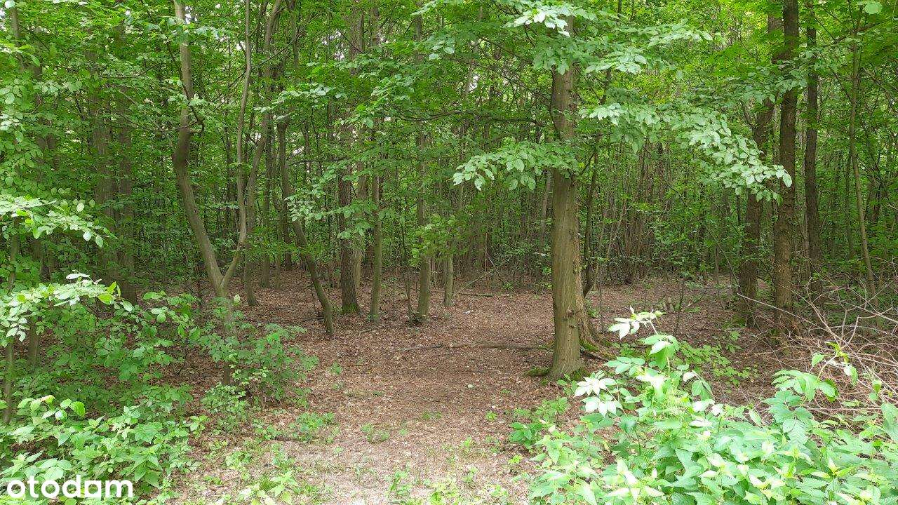 Działka komercyjna-usługi, trasa S8.-3