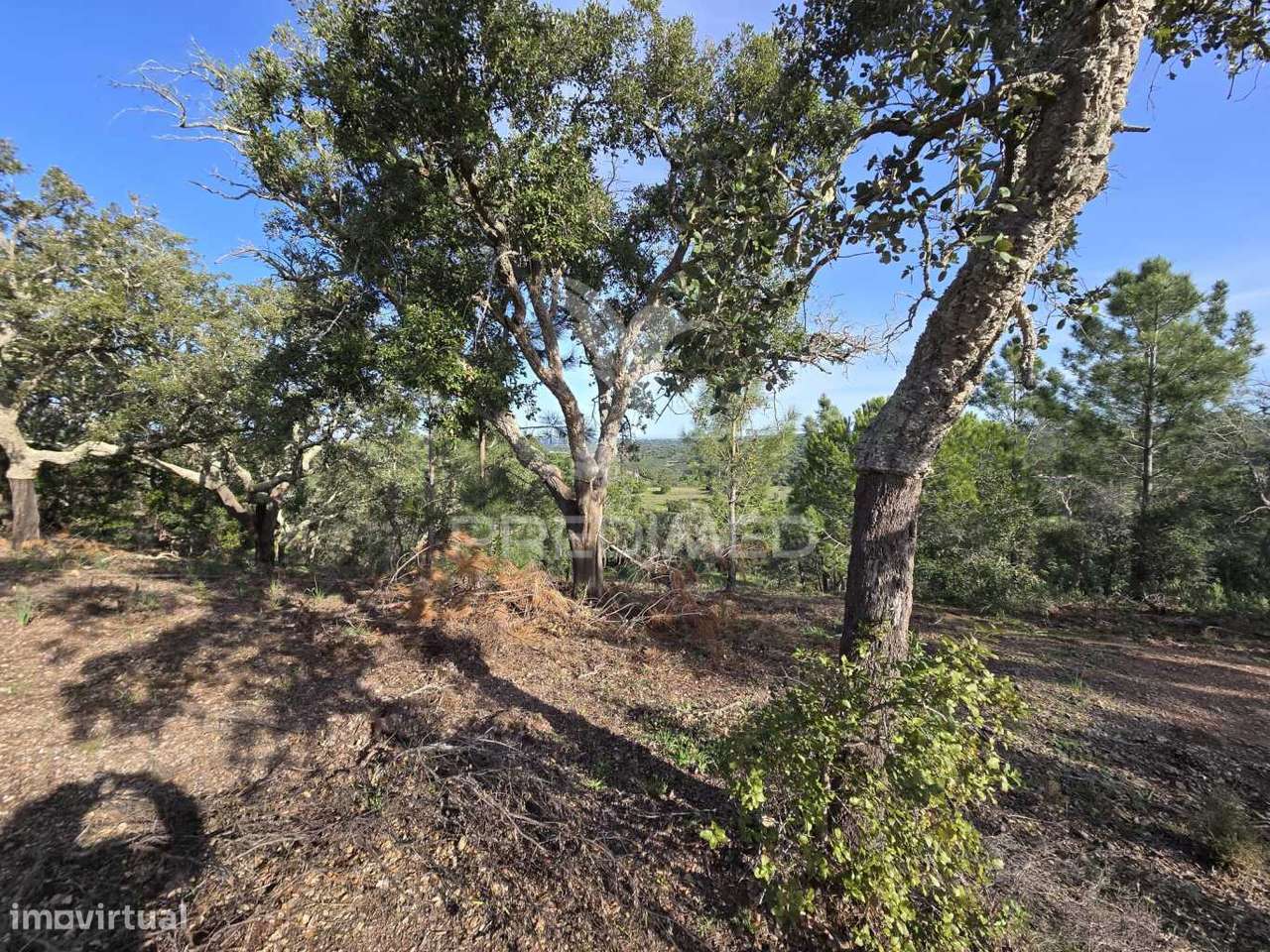Terreno de  12,65 Hectares - Zona de Vale Figueira/Melides - Grândola - Grande imagem: 5/39