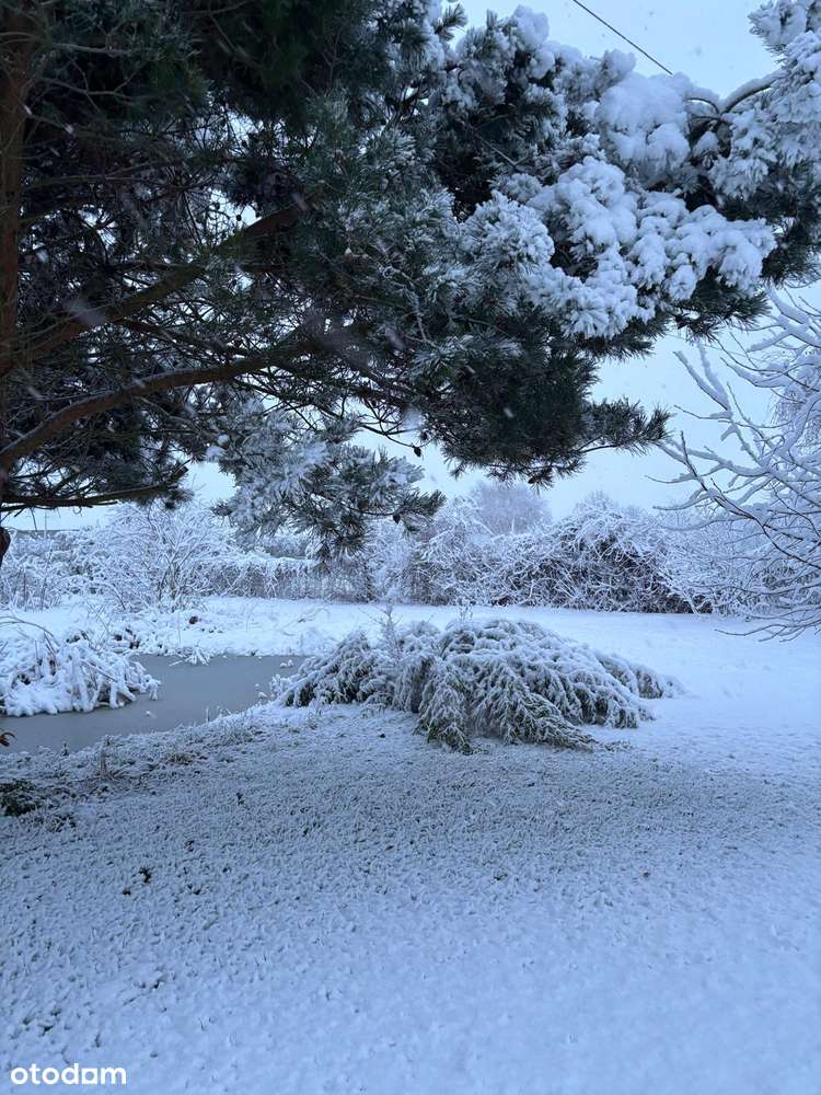 Piękne siedlisko z potencjałem w Dąbrowie 10 km od Poznania-16