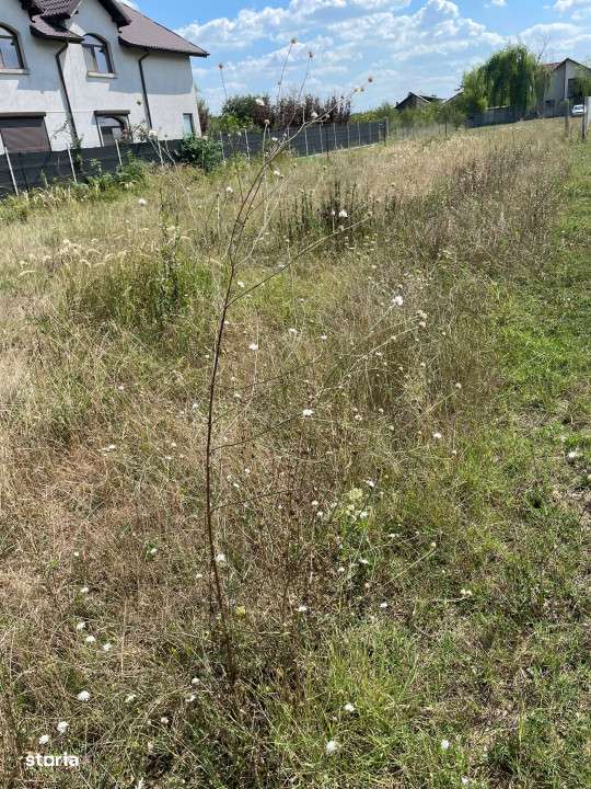 TEREN DE VANZARE DOMNESTI, 600 mp - Imagine principală: 5/6