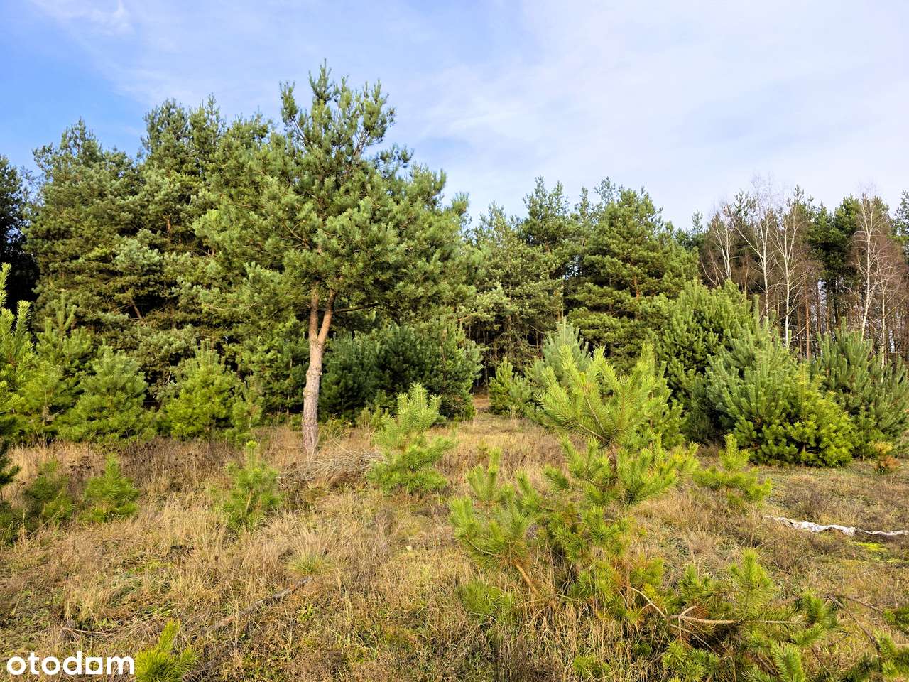 Działka 2935m² z MPZP, PRZY LESIE i Ścieżce Rowerowej - Bieńki Śmietan-5