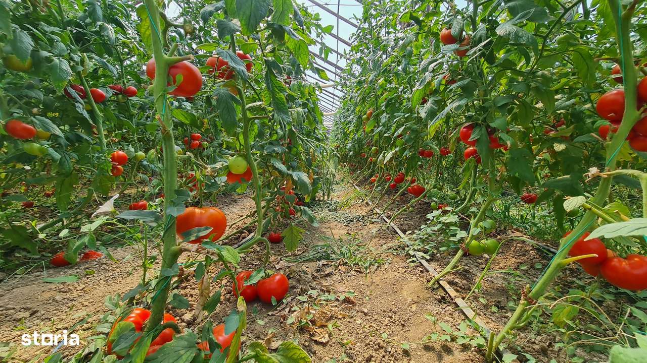 Afacere la cheie! Incasari din prima zi!!! - Imagine principală: 3/10