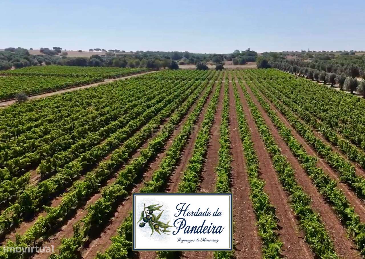 Herdade de Pandeira, Vinha e Olival em Produção em Reguengos de Monsar-34