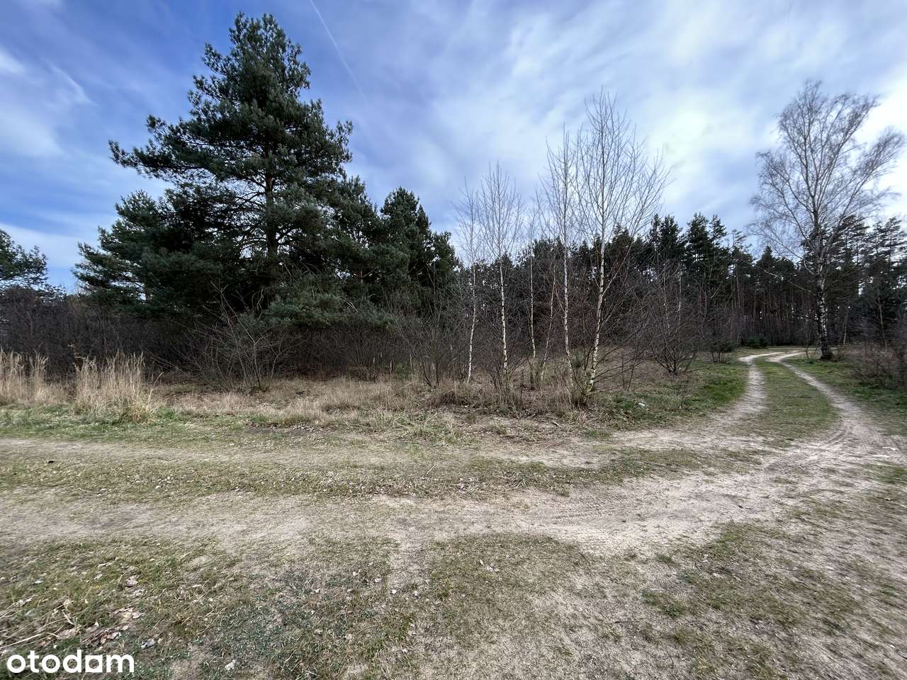 Działki budowlane w środku lasu blisko Wrześni Psary-5