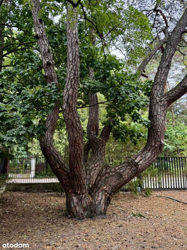 Stylowa przedwojenna willa - Pełny obrazek: 4/4