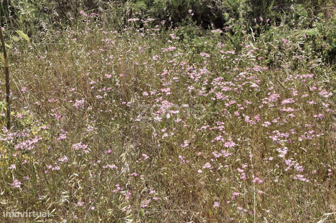 Terreno 5,5 ha com projeto turístico aprovado – Borba, Alentejo - Grande imagem: 4/22
