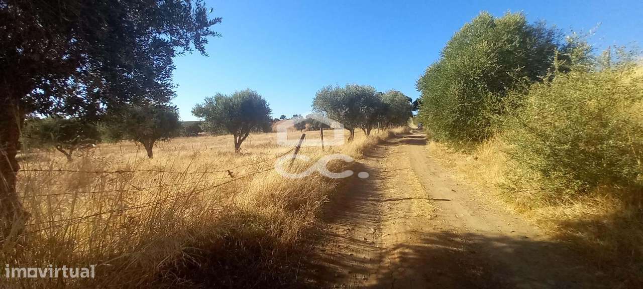 Terreno agrícola arvense com 2,850 Hectares - Grande imagem: 2/40