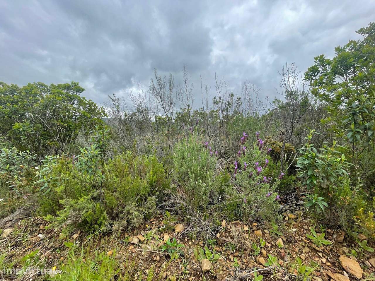 Terreno Rústico com 27885m2 - São Barnabé - Grande imagem: 3/10