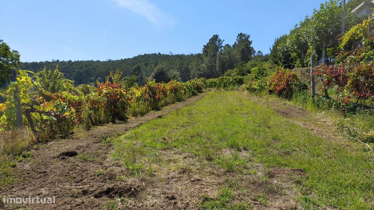 Terreno em Dornelas; Amares-10