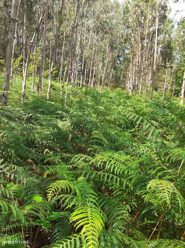 Vende-se terreno em Lobão - Grande imagem: 2/16