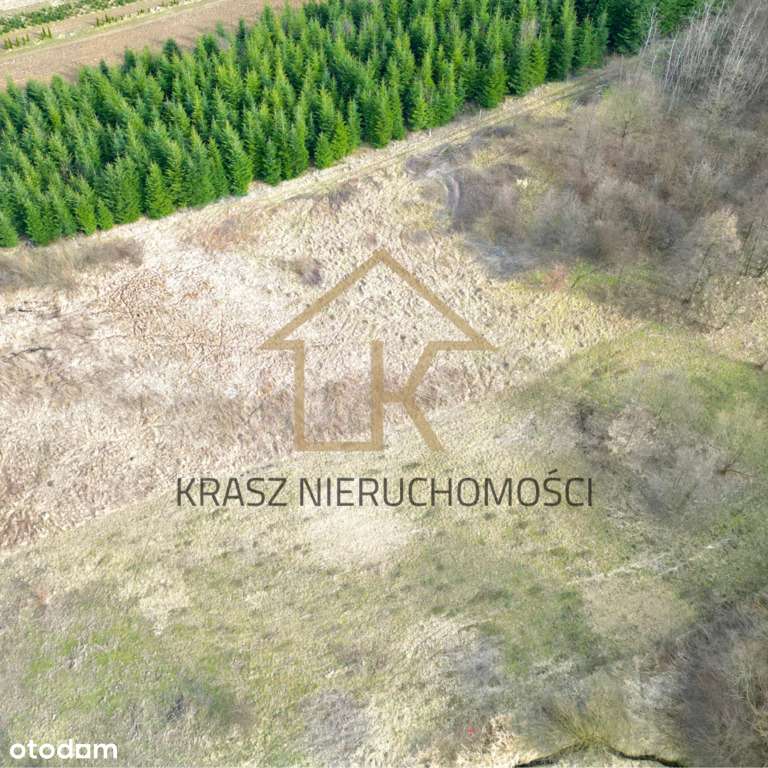 Działka rolna przy lesie-cisza, spokój,sama natura - Pełny obrazek: 4/6