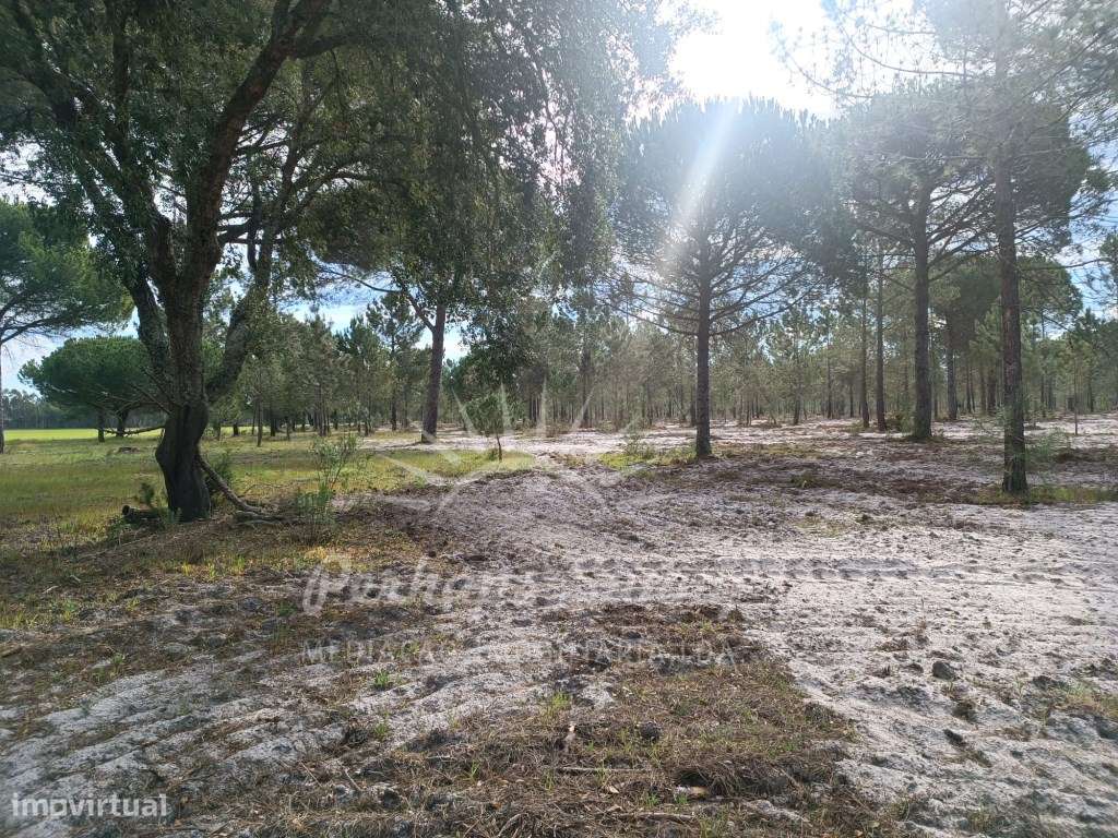 Herdade Bicas - Comporta-22