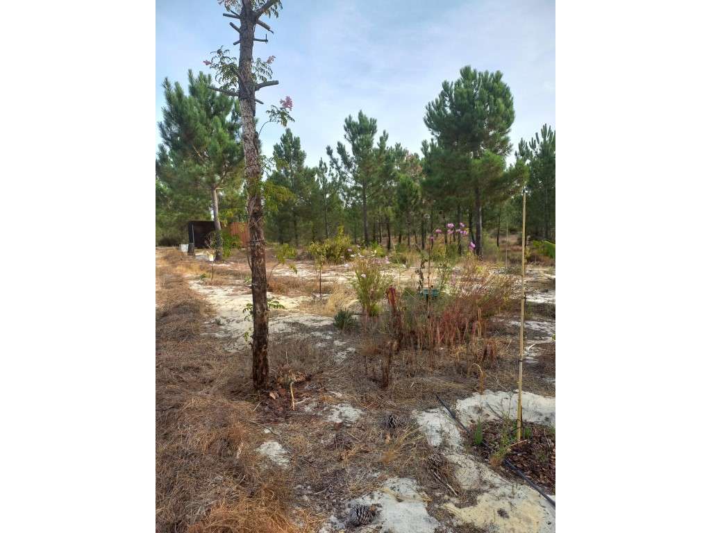 Terreno - Freguesia da Comporta-4