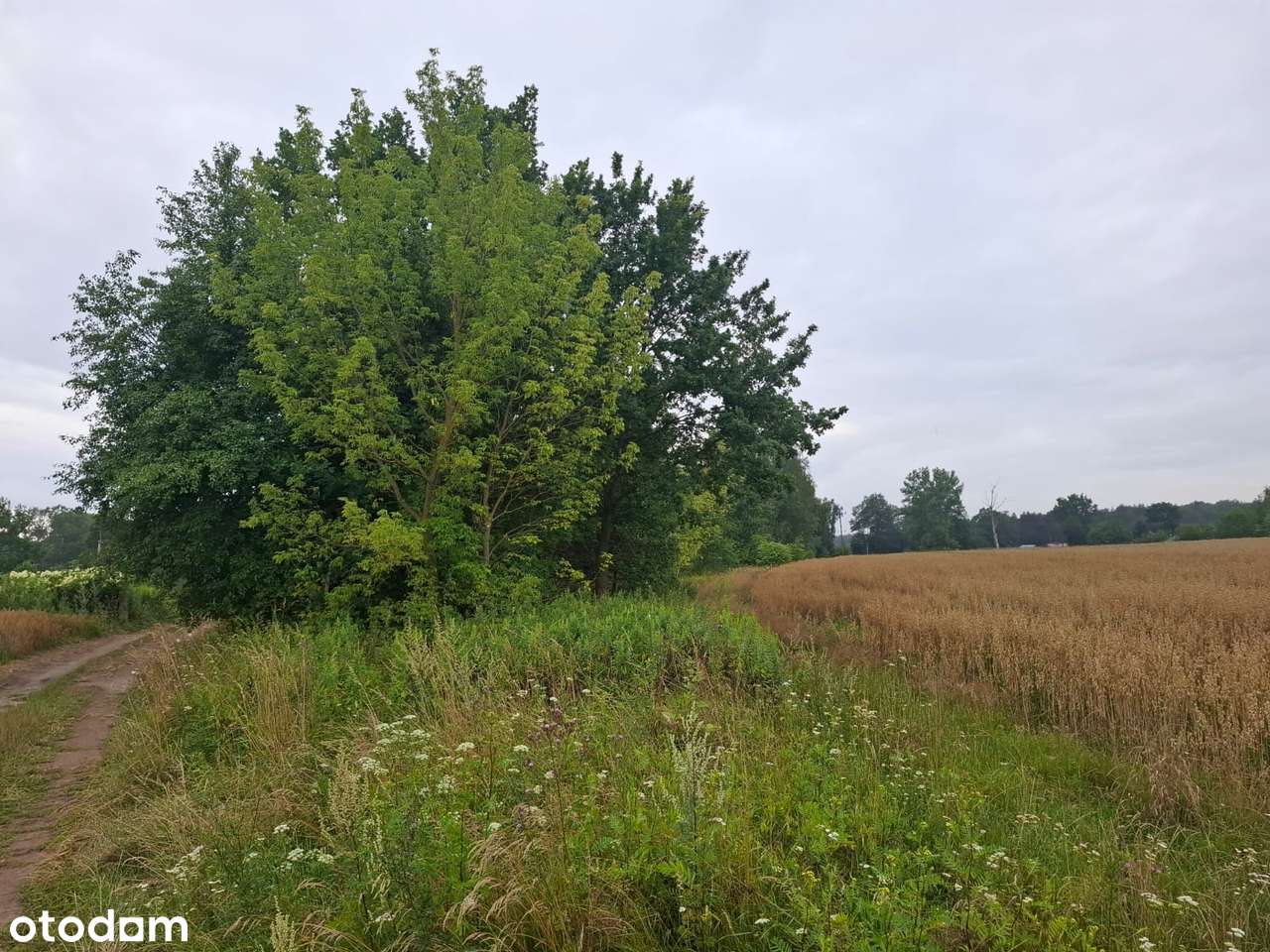 Działka budowlana w Gliniance - Pełny obrazek: 5/8