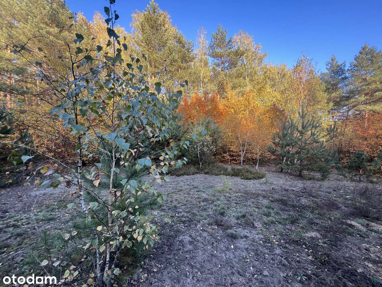 Działka z WZ z linią brzegową Mieni i Rezerwatem Świder - Pełny obrazek: 2/17