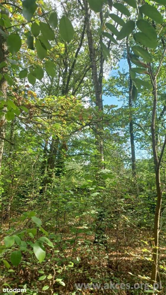 Sprzedaż Działka Zalesie Górne 2030m2 - Pełny obrazek: 4/12