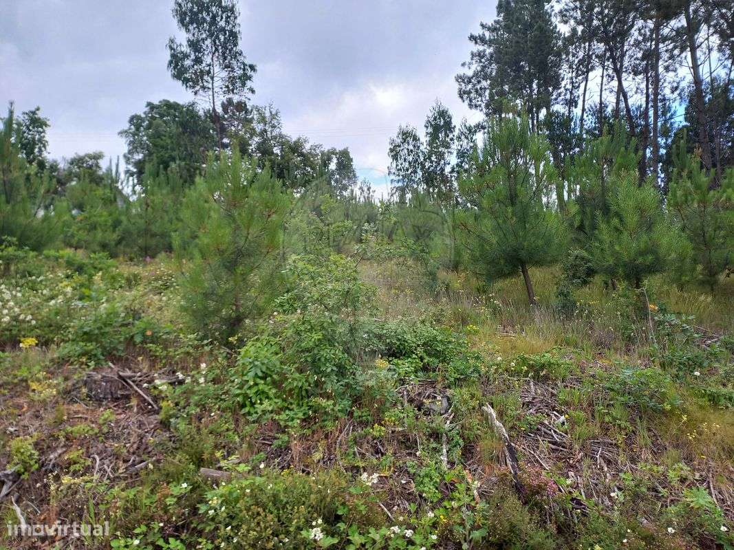 Quinta T0 para venda - Grande imagem: 3/12