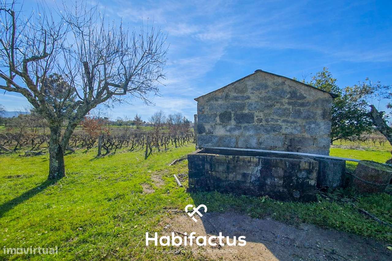 Quinta à venda com Produção de Uva e Azeite na Freguesia de Travancinh - Grande imagem: 4/9