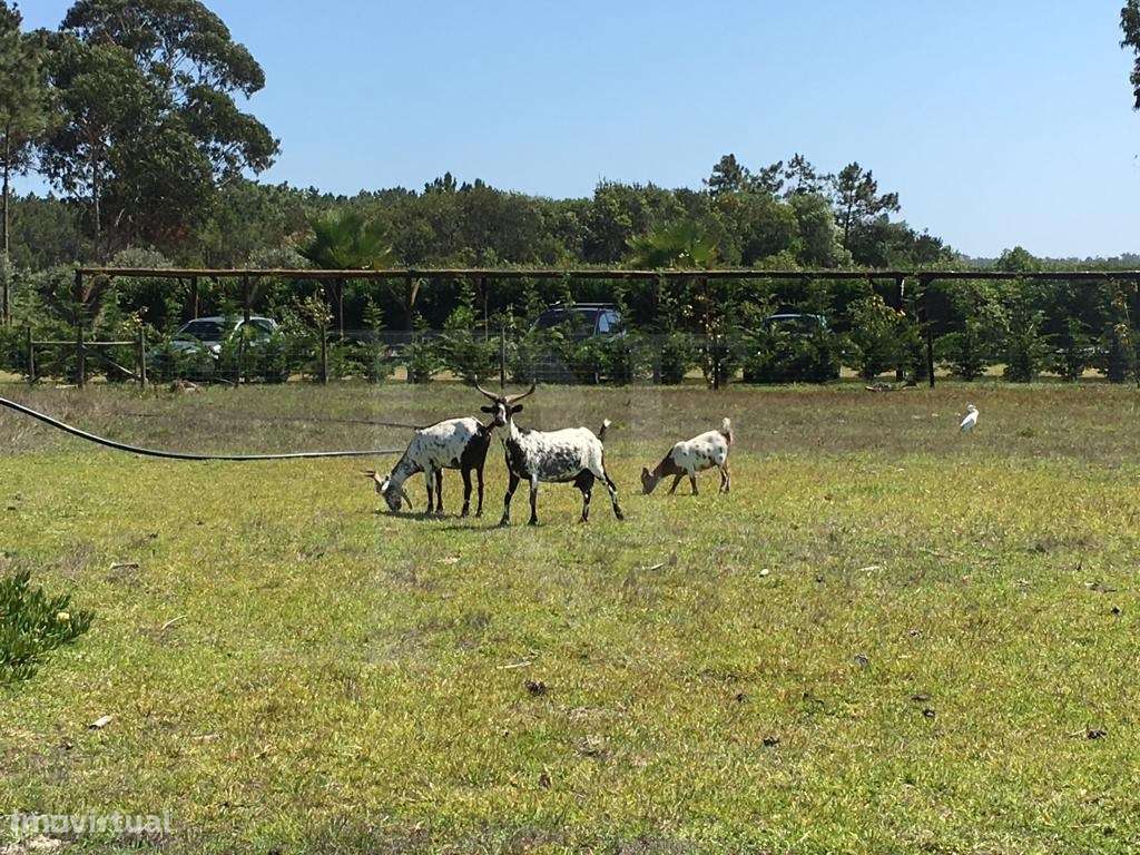 Ocean Farm - Propriedade única na Costa Vicentina a 350 metros do o...-41
