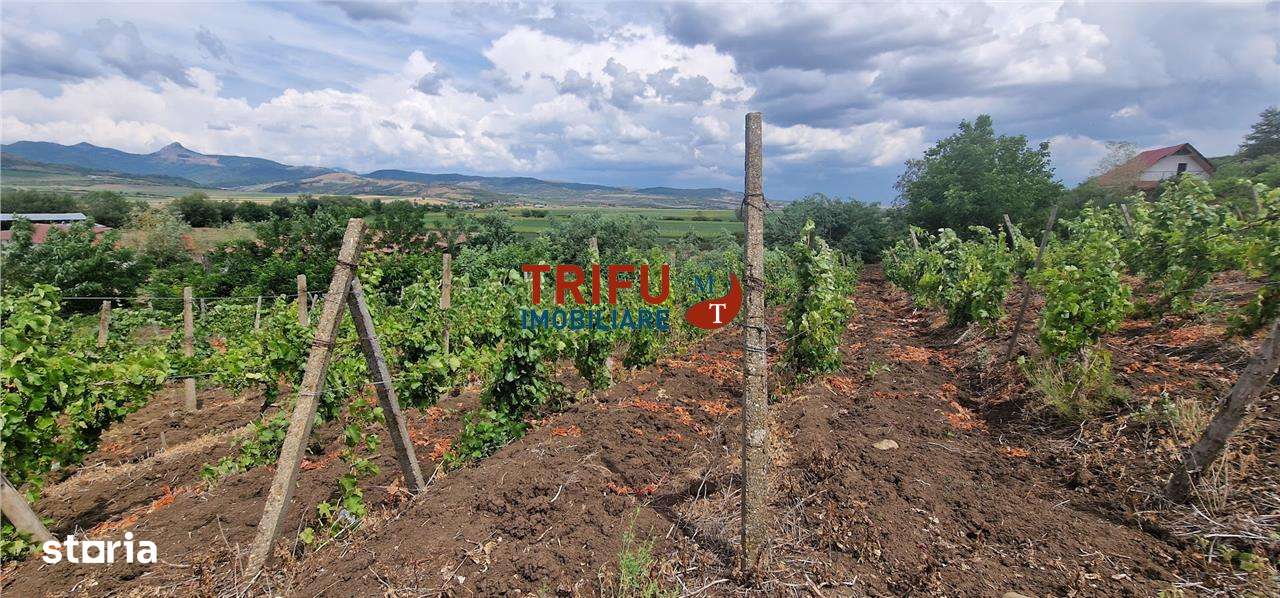 Teren extravilan 1400 mp de vânzare în Șard – deschidere la două străz - Imagine principală: 4/8