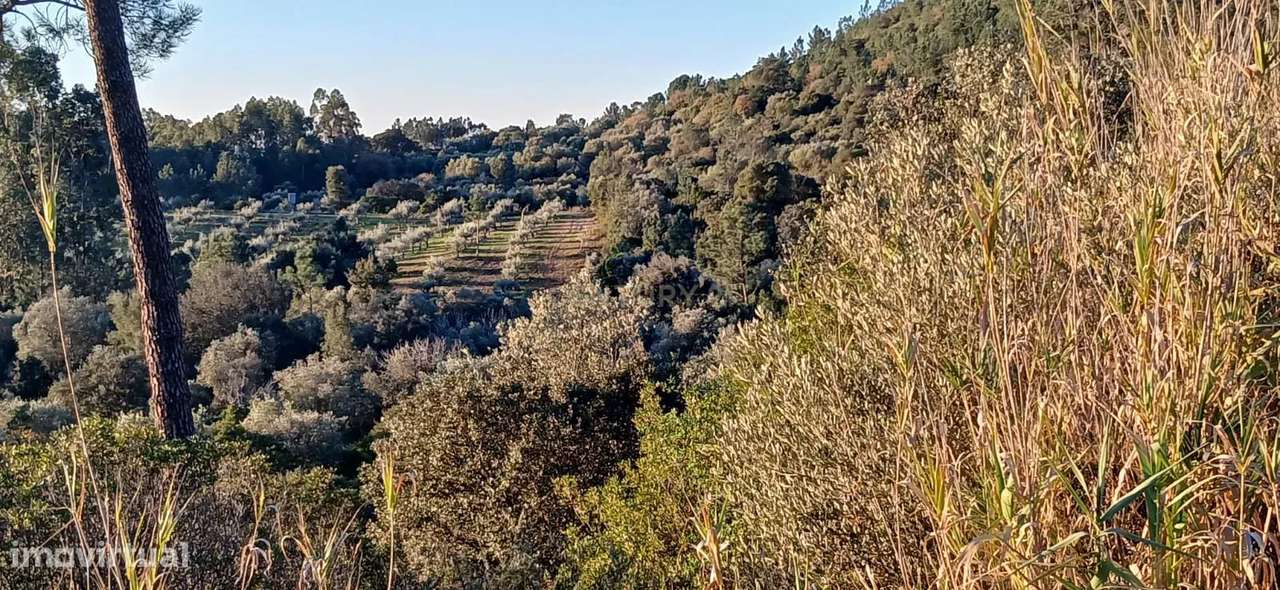 Terreno rústico ideal para olival - Fátima - Grande imagem: 1/13