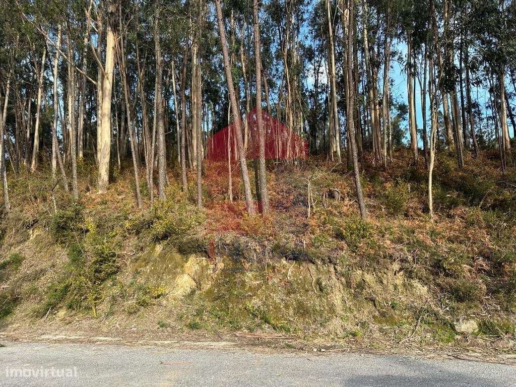 Terreno florestal, Oriz Sta Marinha - Grande imagem: 4/39