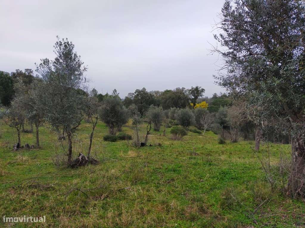 QUINTA COM 5HA DE TERRENO COM 500M2 URBANO - GALVEIAS - PONTE DE SOR-16