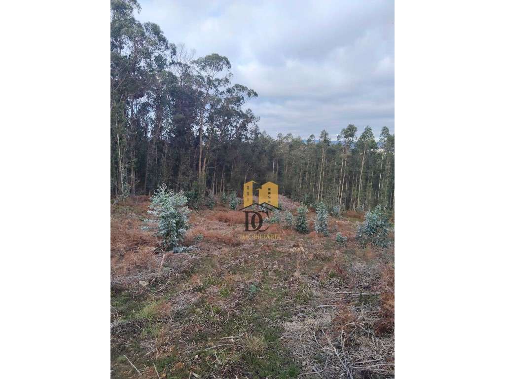 Terreno florestal em Rates-3